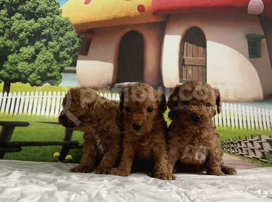 Toy Poodle Yavru