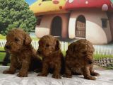 Toy Poodle Yavru