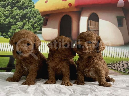 Toy Poodle Yavru görsel