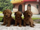Toy Poodle Yavru