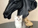 Sevi̇mli̇ Surat Bri̇ti̇sh Shorthai̇r Si̇lver Yavrum