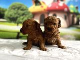 Toy Poodle Yavru