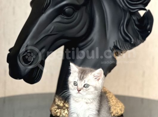 Sevi̇mli̇ Surat Bri̇ti̇sh Shorthai̇r Si̇lver Yavrum görsel