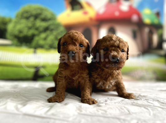 Toy Poodle Yavru görsel