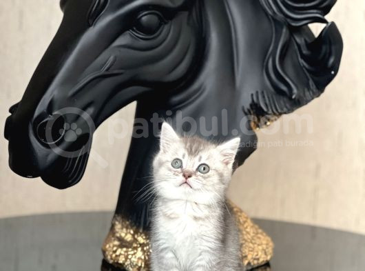 Sevi̇mli̇ Surat Bri̇ti̇sh Shorthai̇r Si̇lver Yavrum görsel