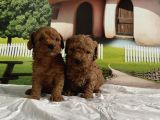 Toy Poodle Yavru