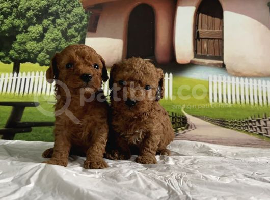 Toy Poodle Yavru görsel