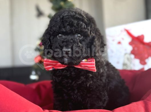 Si̇yah İnci̇ Sevi̇mli̇ Poodle Bebekler görsel