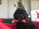 Si̇yah İnci̇ Sevi̇mli̇ Poodle Bebekler