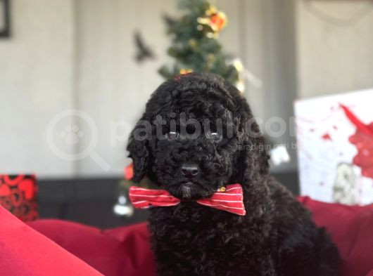 Si̇yah İnci̇ Sevi̇mli̇ Poodle Bebekler görsel