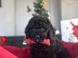 Si̇yah İnci̇ Sevi̇mli̇ Poodle Bebekler