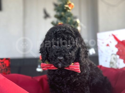 Si̇yah İnci̇ Sevi̇mli̇ Poodle Bebekler görsel