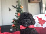 SİYAH İNCİ SEVİMLİ Poodle Bebekler