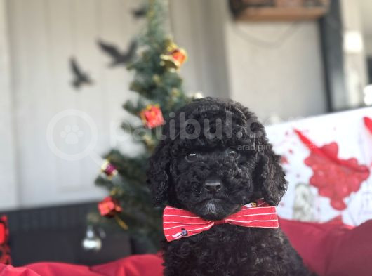 Si̇yah İnci̇ Sevi̇mli̇ Poodle Bebekler