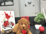Red A KALİTE  Toy Poodle Bebekler