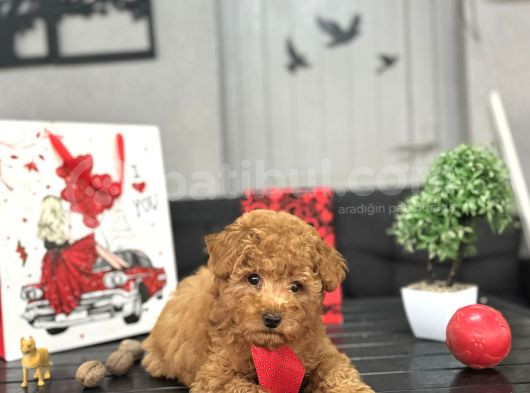 Red A Kali̇te  Toy Poodle Bebekler