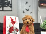 Red A Kali̇te  Toy Poodle Bebekler