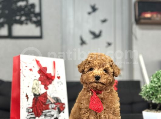 Red A Kali̇te  Toy Poodle Bebekler görsel