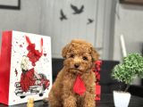 Red A Kali̇te  Toy Poodle Bebekler