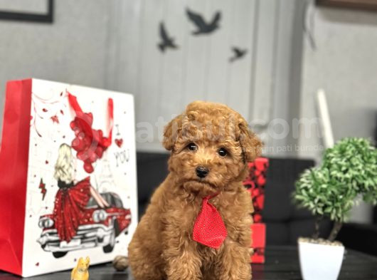 Red A Kali̇te  Toy Poodle Bebekler görsel