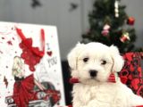 Maltese Terri̇er Aşili Bbebekler