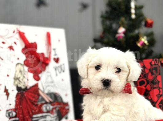 Maltese Terri̇er Aşili Bbebekler görsel