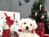 Maltese Terri̇er Aşili Bbebekler