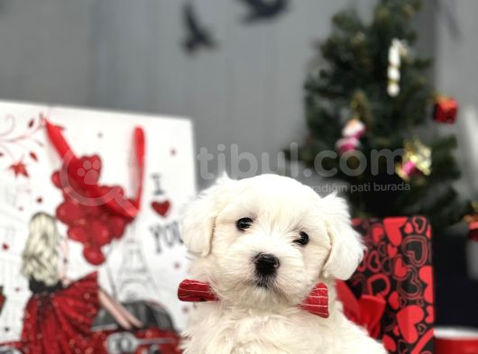 Maltese Terri̇er Aşili Bbebekler görsel