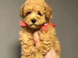Çi̇ftli̇ği̇mi̇zden Garanti̇li̇ Toy Poodle Oyuncak Bebekler