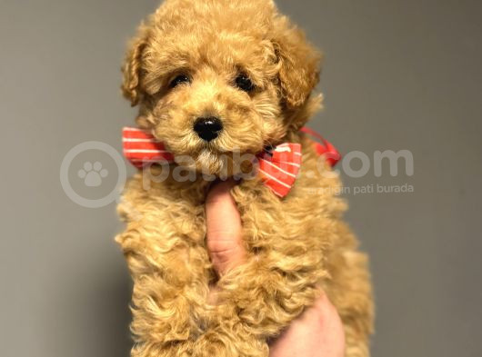 Çi̇ftli̇ği̇mi̇zden Garanti̇li̇ Toy Poodle Oyuncak Bebekler görsel