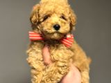 Çi̇ftli̇ği̇mi̇zden Garanti̇li̇ Toy Poodle Oyuncak Bebekler