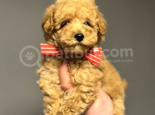 Çi̇ftli̇ği̇mi̇zden Garanti̇li̇ Toy Poodle Oyuncak Bebekler görsel