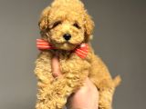 ÇİFTLİĞİMİZDEN GARANTİLİ TOY POODLE OYUNCAK BEBEKLER