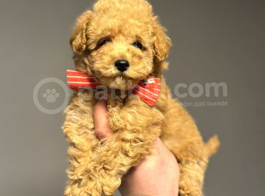 Çi̇ftli̇ği̇mi̇zden Garanti̇li̇ Toy Poodle Oyuncak Bebekler