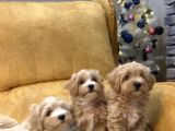Sevi̇mli̇ Ve Sağlikli Malti̇poo Bebekler