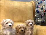 SEVİMLİ VE SAĞLIKLI MALTİPOO BEBEKLER