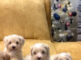 45 Günlük Sağlıklı Şirin Maltipoo Bebekler