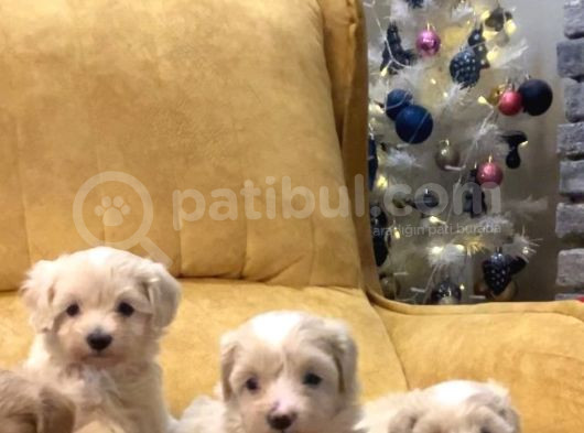 45 Günlük Sağlıklı Şirin Maltipoo Bebekler