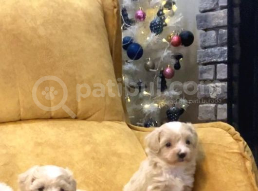 45 Günlük Sağlıklı Şirin Maltipoo Bebekler görsel