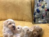 45 Günlük Sağlıklı Şirin Maltipoo Bebekler