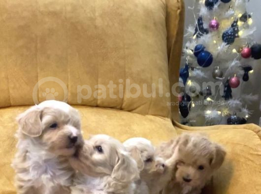 45 Günlük Sağlıklı Şirin Maltipoo Bebekler görsel