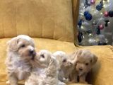 45 Günlük Sağlıklı Şirin Maltipoo Bebekler