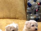 45 Günlük Sağlıklı Şirin Maltipoo Bebekler