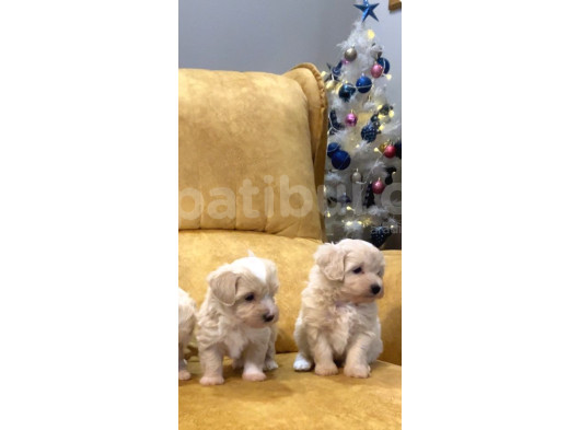 45 Günlük Sağlıklı Şirin Maltipoo Bebekler görsel