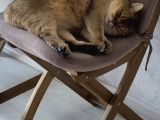 Sevecan Bir Kedi