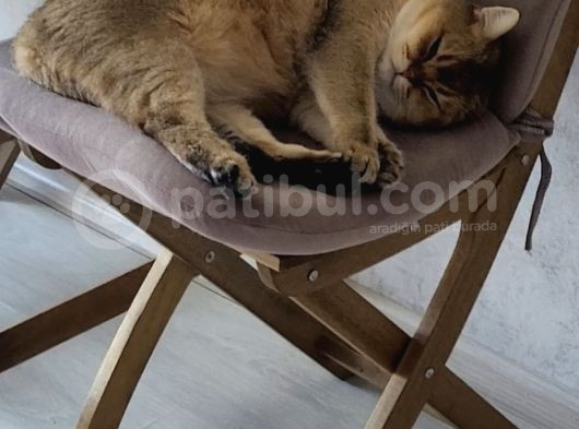 Sevecan Bir Kedi görsel