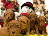 ÇOK KALİTELİ TOY POODLE YAVRULARIM