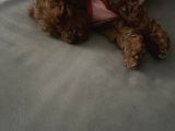 Yavru Sevimli Toy Poodle