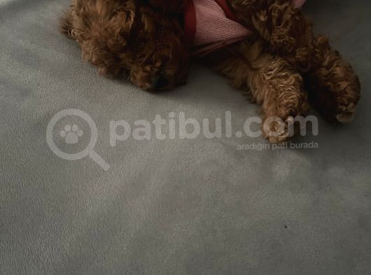 Yavru Sevimli Toy Poodle görsel