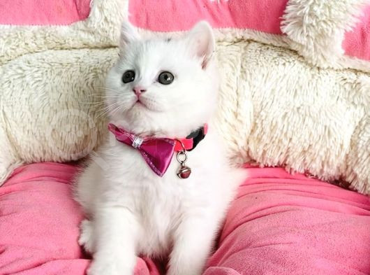 Bu Güzellikte Süt Beyaz Brıtısh Shorthair Hiçbiryerde Yok görsel
